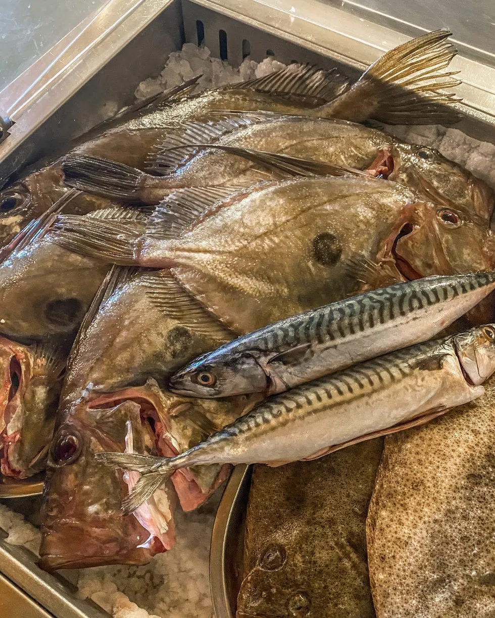 Peixe galo, cavala e rodovalho em gelo, acabados de vir da lota